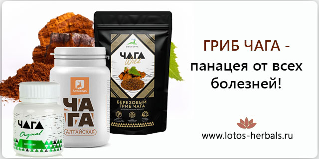 Чага — панацея от всех болезней. Сейчас расскажем почему?