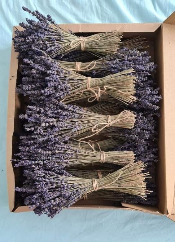 Лаванда в наличии!