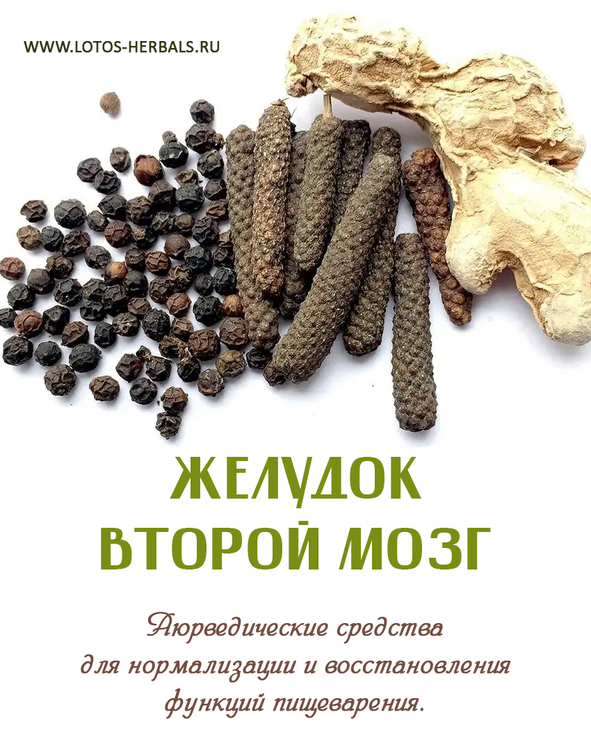 Желудок - второй мозг!