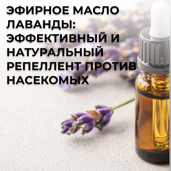 Эфирное масло лаванды: эффективный и натуральный репеллент против насекомых