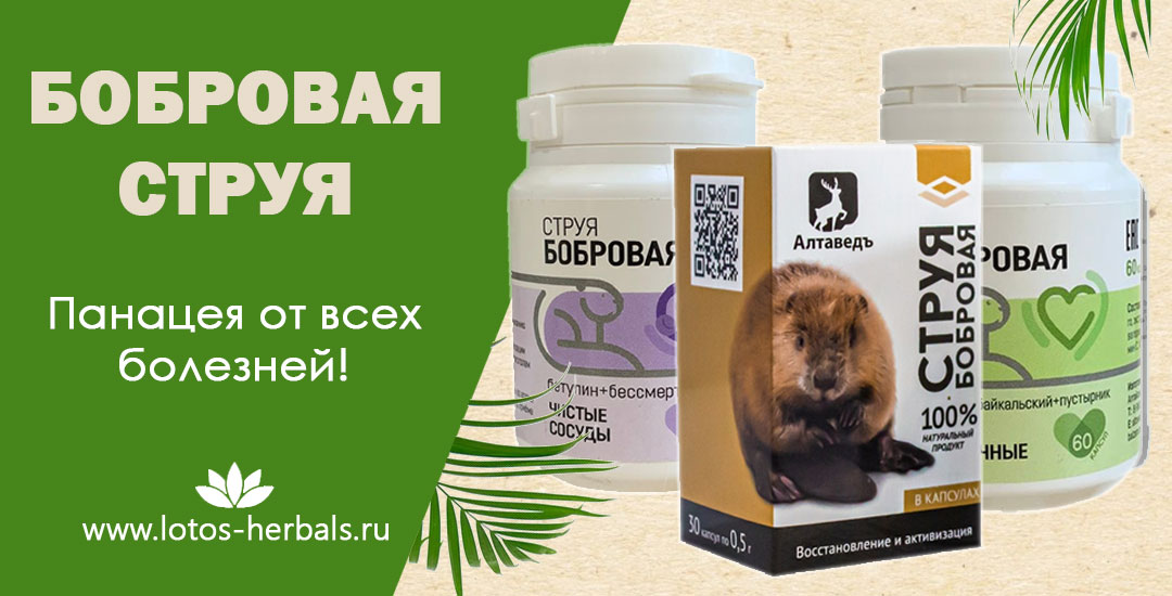 Бобровая струя – панацея от всех болезней